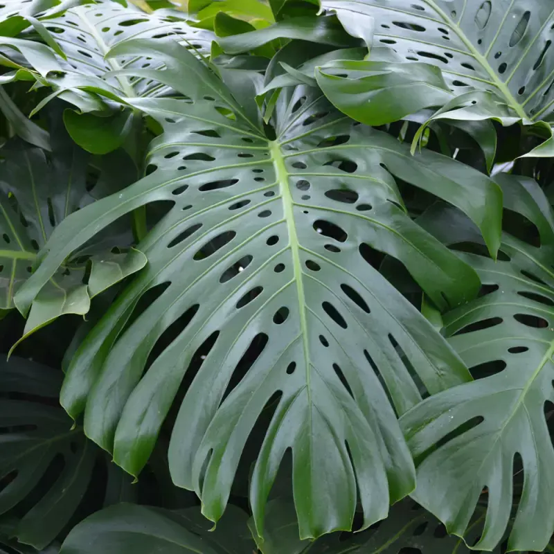 XXL Plant - Only online plant nursery to offer XXL plants
