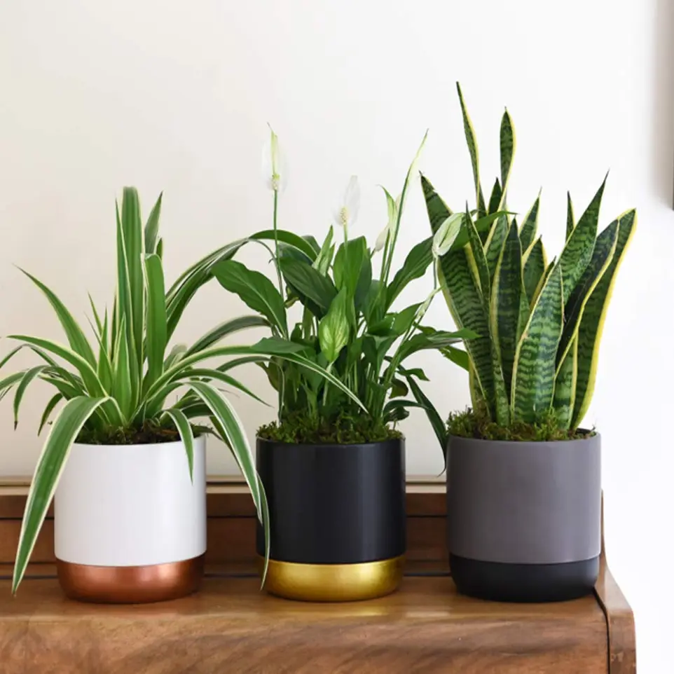 Selection of best indoor plants