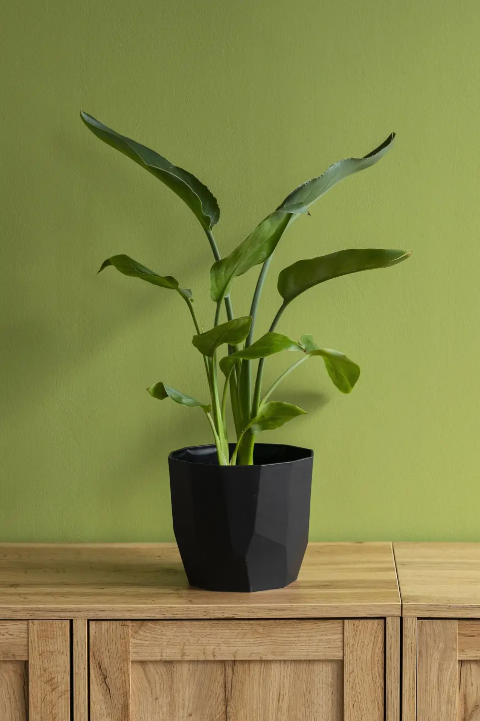 XL Plant - Buy the best XL plants online at Mumbai