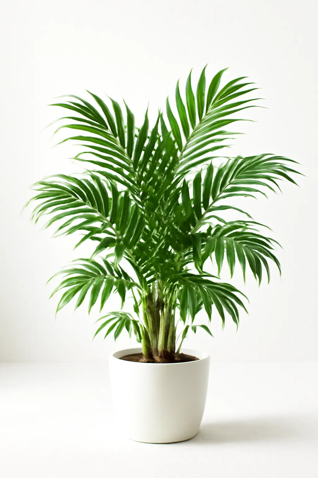 Areca Palm as Gift