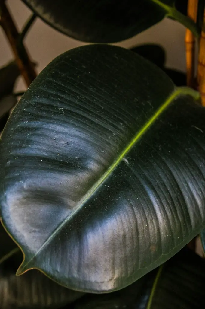unsplash_ap8lh_xkmsI_rubber plant.jpg.webp