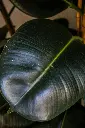 unsplash_ap8lh_xkmsI_rubber plant.jpg.webp