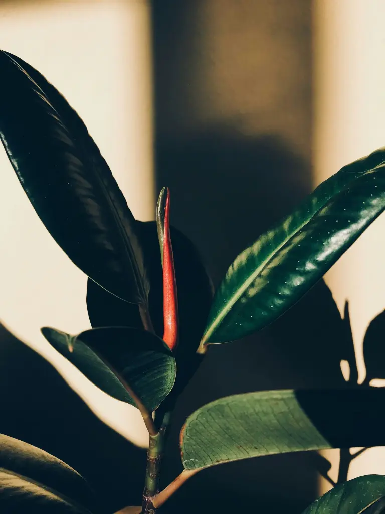unsplash_HHDxmXEFOlc_rubber plant.webp