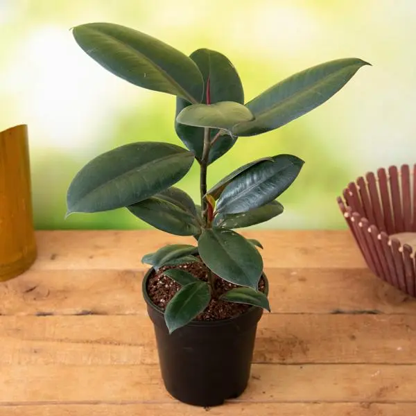 nurserylive-g-plants-rubber-tree-rubber-plant-ficus-elastica-plant_600x600.webp