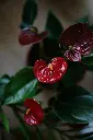 Anthurium-red-Top.webp