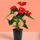 519TrsJnriL._SX679_.webp