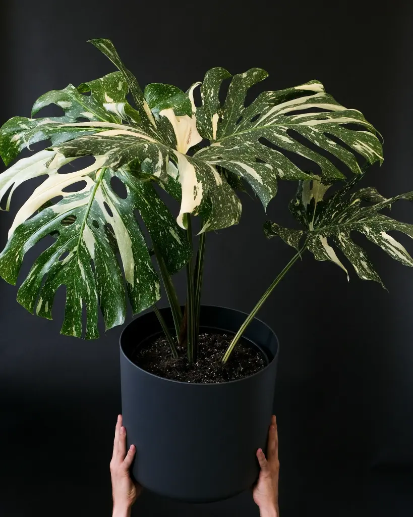 unsplash_xgtsqJxO3Ec_thai monstera.webp