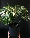unsplash_xgtsqJxO3Ec_thai monstera.webp