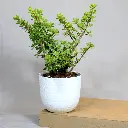 Jade Plant 2.webp