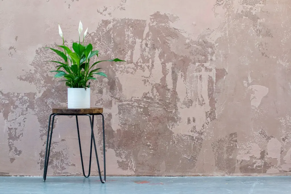 unsplash_ouqmMLghHr0_peace lily.jpg.webp