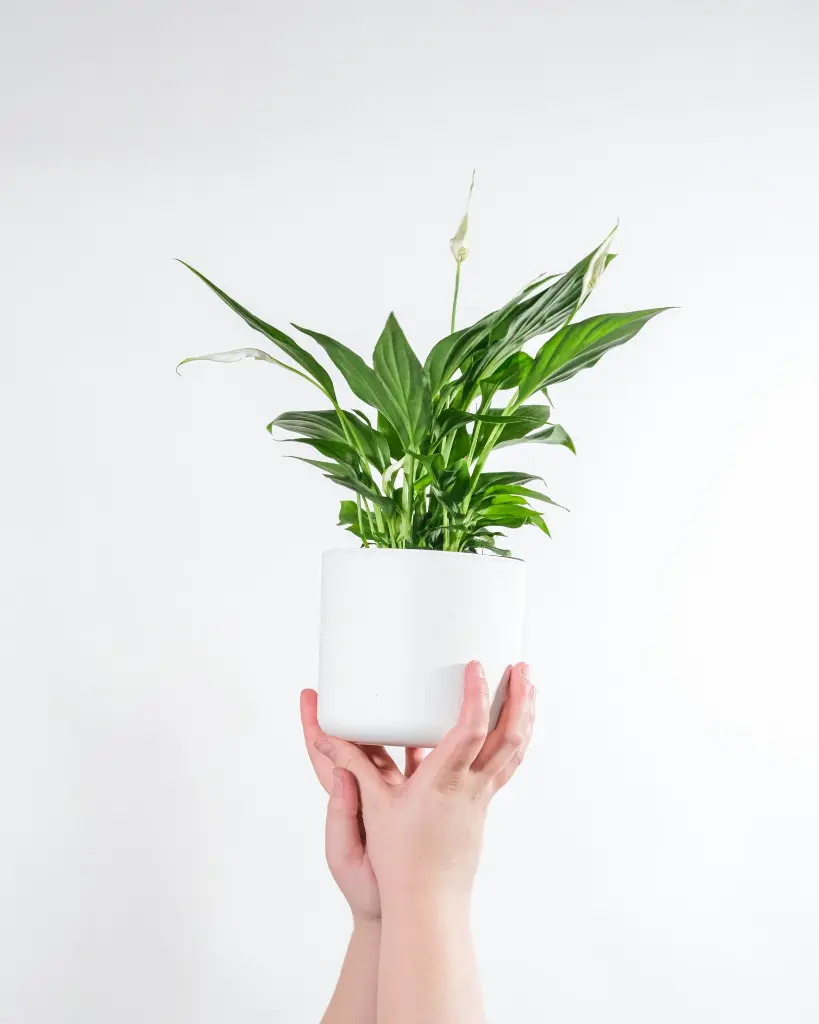 unsplash_lmczPemWjQQ_peace lily.webp