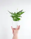 unsplash_lmczPemWjQQ_peace lily.webp