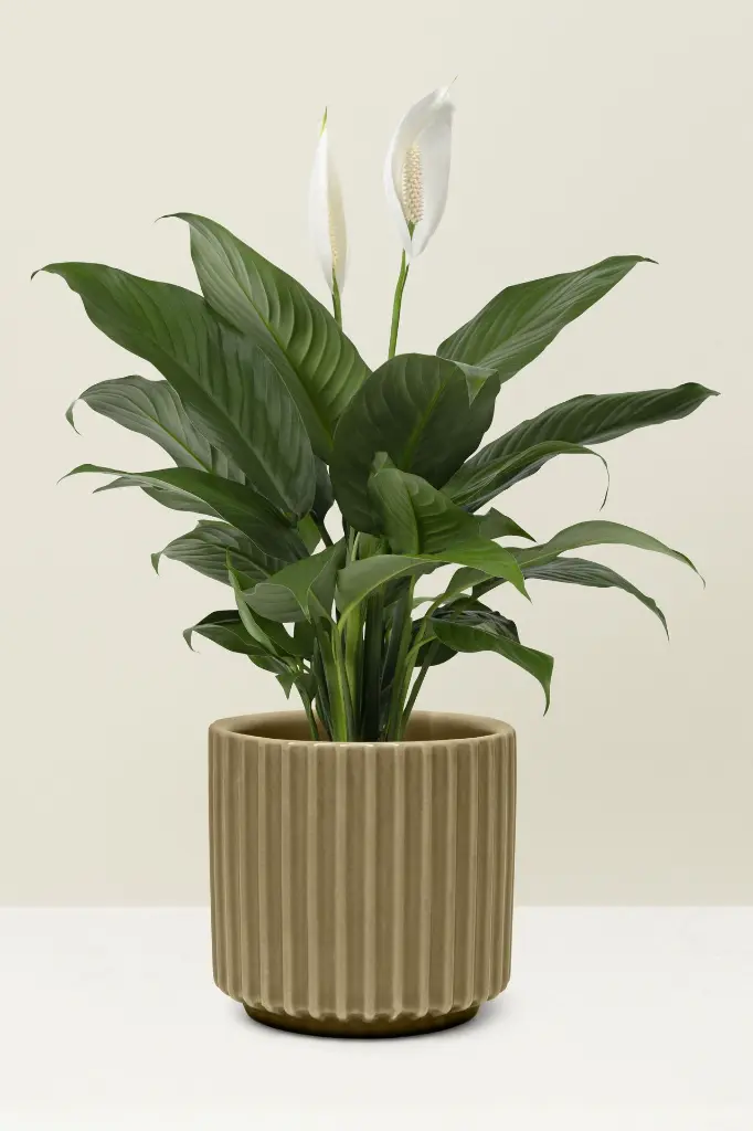 peace-lily-plant-pot.webp