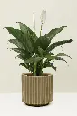 peace-lily-plant-pot.webp