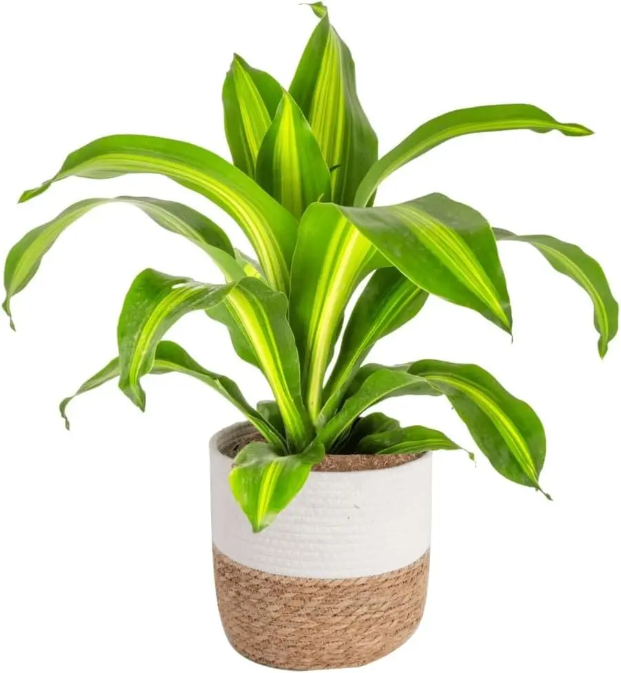 Dracaena fragrans 'Massangeana' (Corn Plant) Small 2.webp