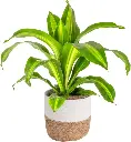 Dracaena fragrans 'Massangeana' (Corn Plant) Small 2.webp