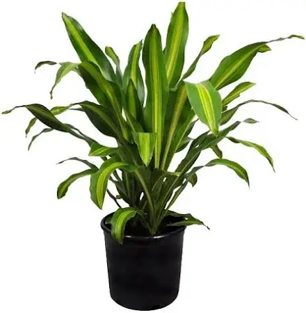Dracaena fragrans 'Massangeana' (Corn Plant) Main Small .webp
