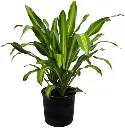 Dracaena fragrans 'Massangeana' (Corn Plant) Main Small .webp