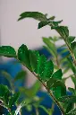 pexels-shvets-production-7513150.webp