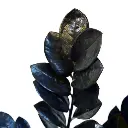 ZZ_Plant_Black_6.webp