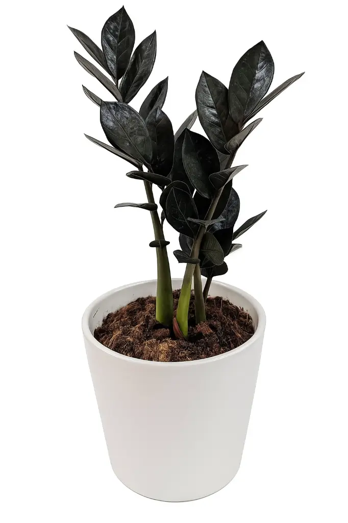 20250730_2116_Leafless Plant Versions_remix_01k1e04a9hf3wtepjez6n5jdp6.webp