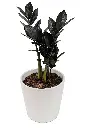 20250730_2116_Leafless Plant Versions_remix_01k1e04a9hf3wtepjez6n5jdp6.webp