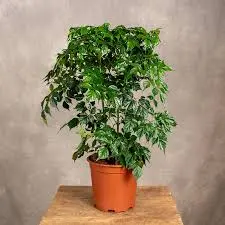 Radermachera (China Doll)-small-main-grow-pot.webp