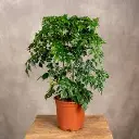 Radermachera (China Doll)-small-main-grow-pot.webp