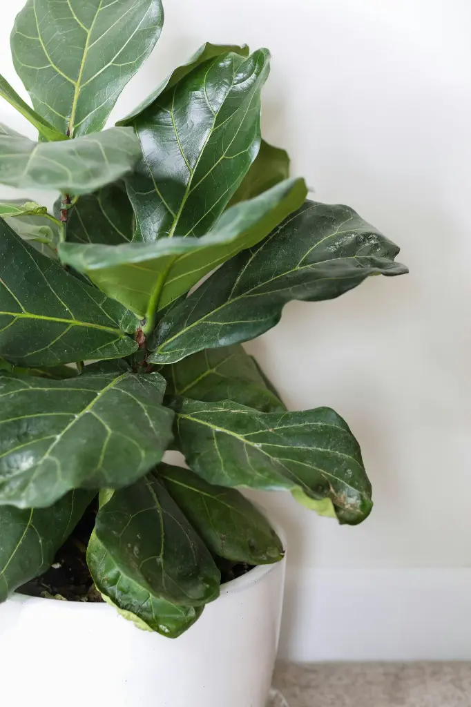 unsplash_e5W8yUrSCnc_fiddle leaf.webp