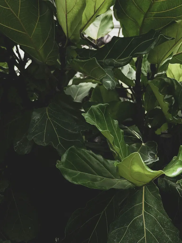 pexels-scottwebb-2530581.webp