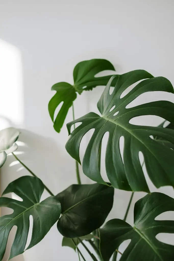 pexels-cottonbro-5858235.webp