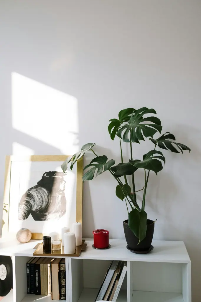 Monstera Green on a desk.webp