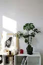 Monstera Green on a desk.webp