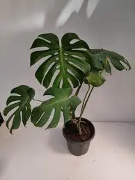 Monstera-Large-Grow pot Main.webp