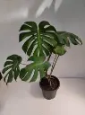 Monstera-Large-Grow pot Main.webp