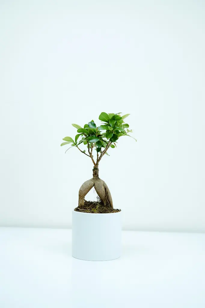 unsplash_W1yjvf5idqA_ficus bonsai.webp
