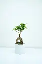 unsplash_W1yjvf5idqA_ficus bonsai.webp