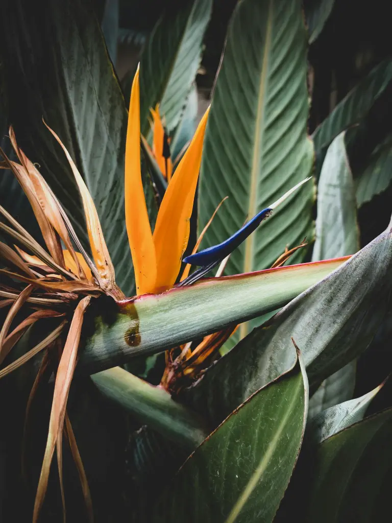 pexels-jeguthedesigner-2377186.webp