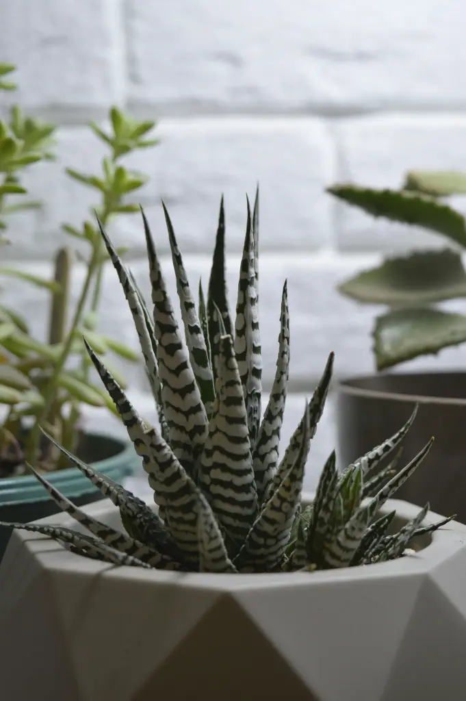 Zebra haworthia 3.webp