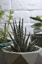 Zebra haworthia 3.webp