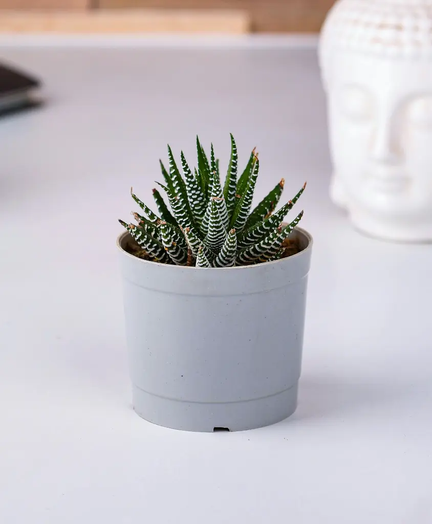Zebra haworthia 2.webp