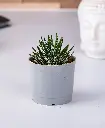 Zebra haworthia 2.webp