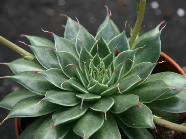 Graptopetalum-filiferum-side1.webp