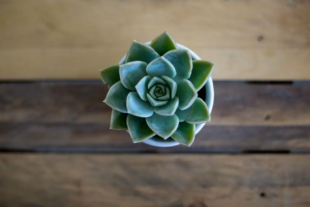 Echeveria Lotus Chinensis Plant 3.webp