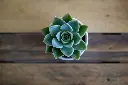 Echeveria Lotus Chinensis Plant 3.webp