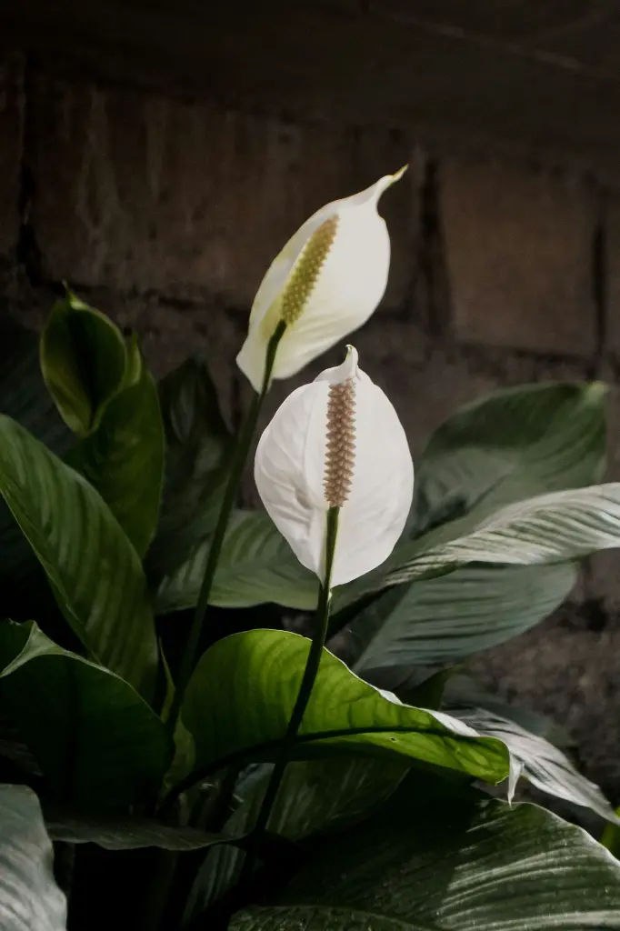 unsplash_CDoPIWJDvvw_peace lilly.jpg.jpg.jpg.jpg.webp