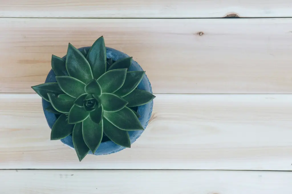 Echeveria Lotus Chinensis Plant 2.webp