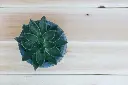 Echeveria Lotus Chinensis Plant 2.webp