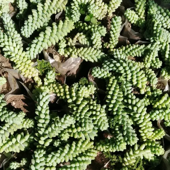 Sedum morganianum burros tail-side.webp