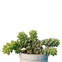 Sedum morganianum burro's tail.webp